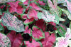 CALADIUMS 1