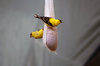 GOLD FINCH 2