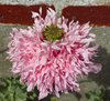 Poppy