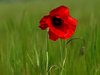 Red Poppy in a wheat field
