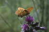 Fritillary butterfly