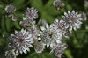 Astrantia flowers
