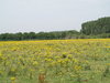 Yellow Invasion