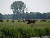 Grazing Cows