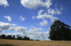 Summer oat field