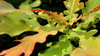 Oak leaves