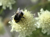 Bumblebee
