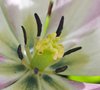 Tulip