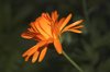 Marigold