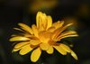 Marigold