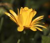 Marigold