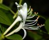 Honeysuckle