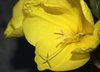 Evening primrose - 8 o-clock f