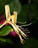 Honeysuckle