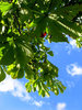Chestnut tree