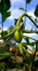 Green tomato