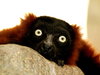 Lazy monkey