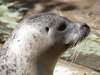 Seal