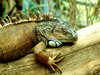 Lizzard