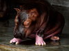 Baby Hippo