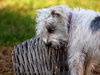 Dog playing