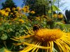 Bumblebee on flower