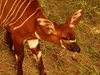 Bongo