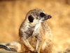 Meerkats