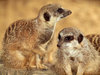 Meerkats