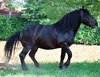Horse stallion stud