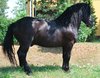 Horse stallion stud