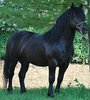 Horse stallion stud