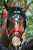 Horse head portrait