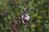 Common Blue butterfly