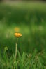 Buttercup
