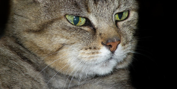 Emil the Cat 3: no description