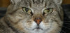 Emil the Cat 5