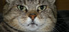 Emil the Cat 7