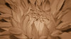 Dahlia 05 Sepia