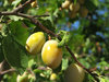 plum tree