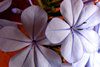 bugged and blue lined