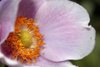 Pink flower