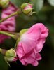 Small pink rose