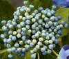 Hydrangea