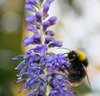 Bumblebee