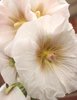 Alcea