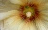Alcea