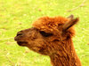 Llama