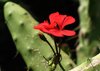 cactus flower