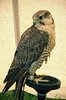 Birds of Prey